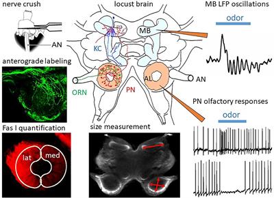 Structural and Functional Plasticity in the Regenerating Olfactory System of the Migratory Locust